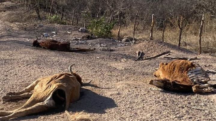 Sequía deja una mortandad del 40 por ciento en el hato ganadero de Álamos