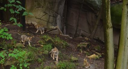 Preocupación por la salud de la loba ‘Seje en el Zoológico de Chapultepec; no se sostiene