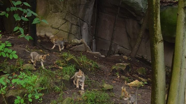 Preocupación por la salud de la loba ‘Seje en el Zoológico de Chapultepec; no se sostiene