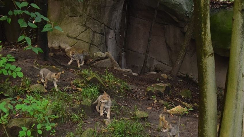 Preocupación por la salud de la loba ‘Seje en el Zoológico de Chapultepec; no se sostiene