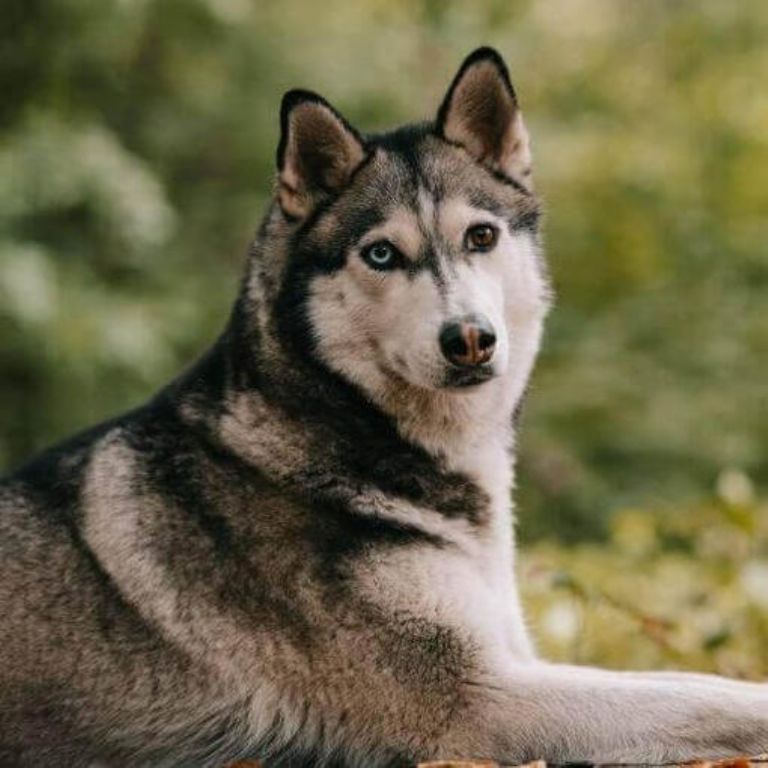 Husky muere brutalmente a manos de un vecino. Foto ilustrativa