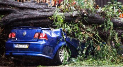 VIDEO: Rescatan a niño atrapado en auto aplastado por árbol en CDMX; su madre falleció