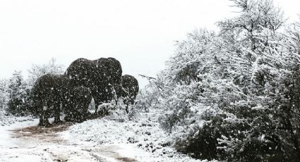 África se pinta de blanco: Sorprendente caída de nieve en el sur del continente