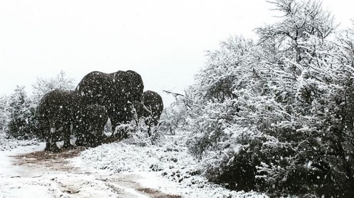 África se pinta de blanco: Sorprendente caída de nieve en el sur del continente