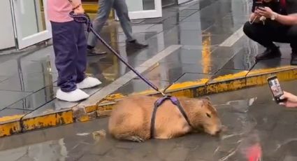 VIDEO: Joven pasea a su capibara en calles de Asia y desborda las redes sociales