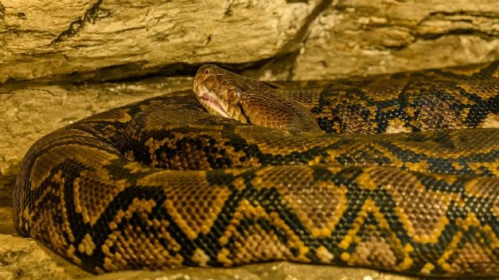 Terrible final: Pitón de 6 metros devora a una mujer de 38 años en Indonesia