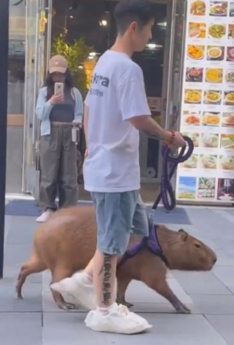 Joven pasea a capibara