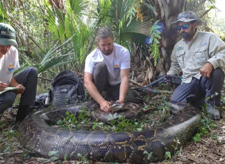 La pitón puede medir hasta ocho metros de largo