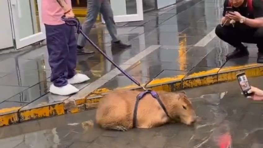 VIDEO: Joven pasea a su capibara en calles de Asia y desborda las redes sociales