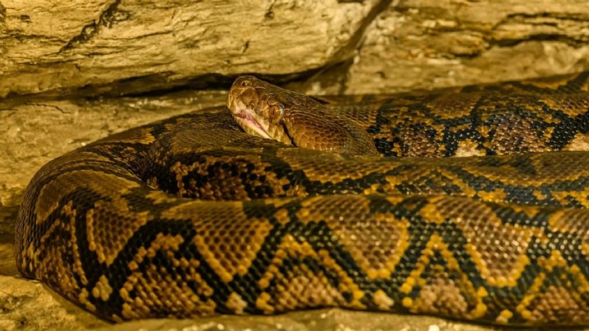 Terrible final: Pitón de 6 metros devora a una mujer de 38 años en Indonesia