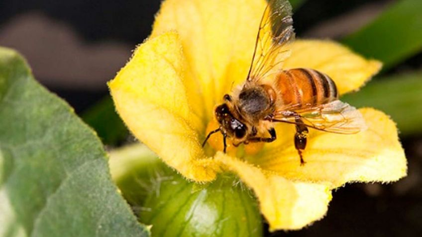Un zumbido de ayuda: Ausencia de abejas pone en jaque al campo del sur de Sonora