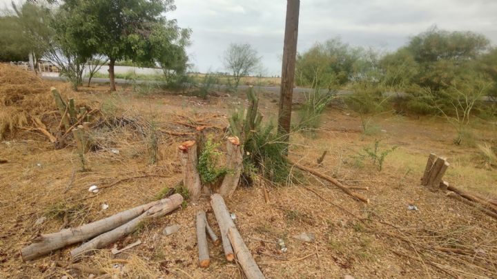 Ciudad Obregón: Ecología Municipal anuncia acuerdos tras daños por la tala de 66 árboles