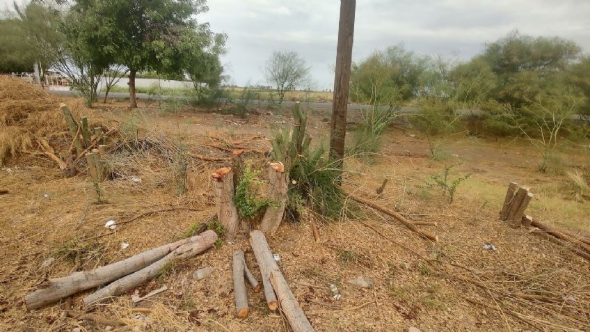 Ciudad Obregón: Ecología Municipal anuncia acuerdos tras daños por la tala de 66 árboles