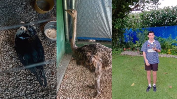 Huracán Beryl en México: La inspiradora historia de Mauricio y su ‘Arca de Noé’