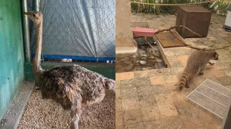  joven que montó todo un refugio para sus animalitos por la llegada del huracán Beryl 