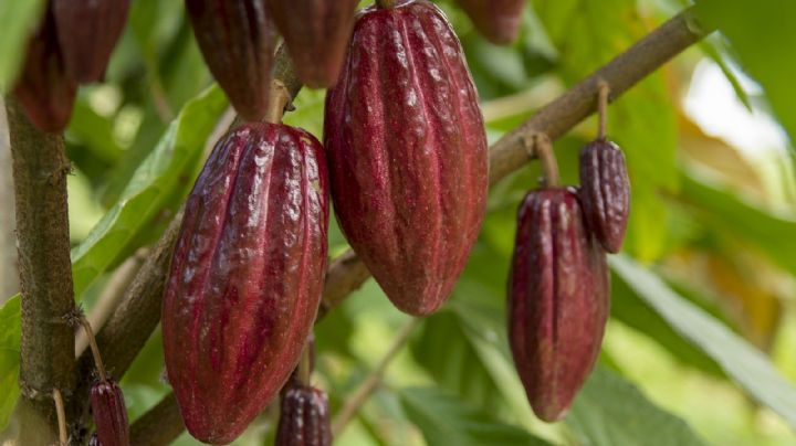Día Mundial del Cacao: ¿Por qué se celebra el 7 de julio? Origen de la conmemoración