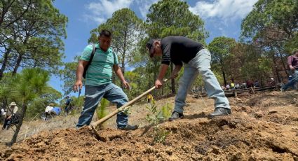 Les regresan la vida: Tras incendios forestales inician restauración de bosques en Edomex