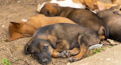 Cae trabajador por ahorcar hasta matar a 6 perritos en Ixtapaluca; los asesinó porque 'sí'