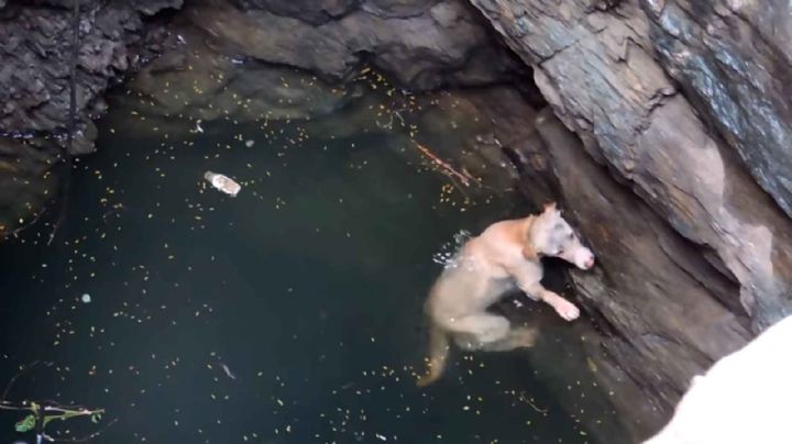 Tragedia en Tlajomulco: Joven muere ahogado al intentar salvar a un perrito