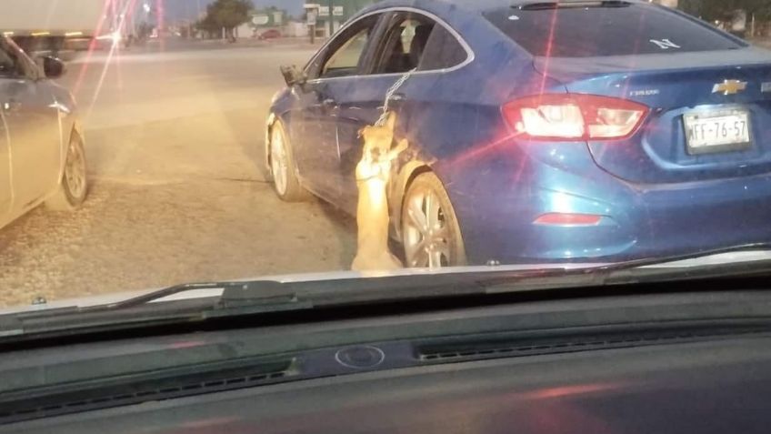 Animalistas denuncian un presunto caso de violencia y crueldad animal en Navojoa