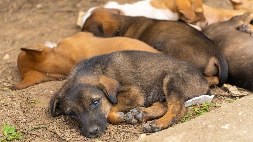 Cae trabajador por ahorcar hasta matar a 6 perritos en Ixtapaluca; los asesinó porque 'sí'