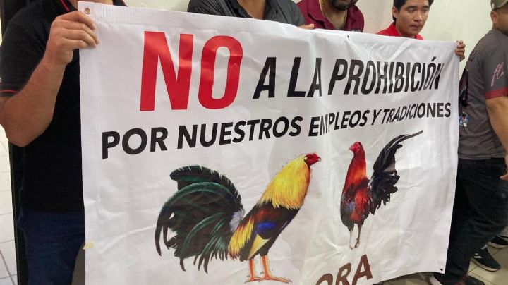 Galleros de Sonora piden no prohibir las peleas; “son una tradición”