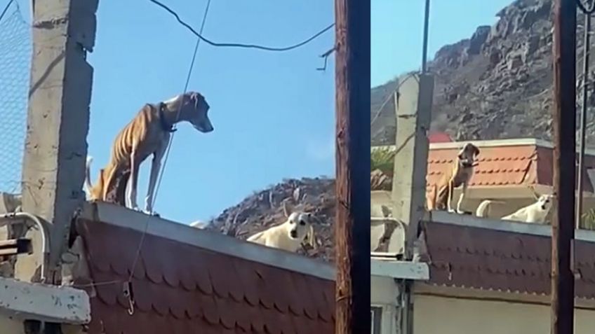Exhiben maltrato animal en la colonia Delicias de Guaymas; piden actuar de autoridades