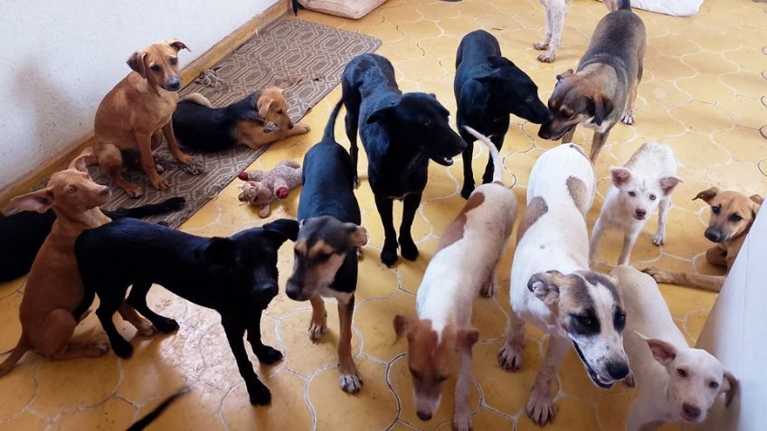 Animalistas realizan censo canino en Guaymas; preocupa situación de perros callejeros 