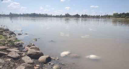 Bajos niveles de agua en laguna del Nainari provocan mortandad de fauna