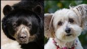 Foto ilustrativa de la nota titulada Familia salva a su perrito de un fiero oso que se metió a su hogar; el VIDEO se hace viral
