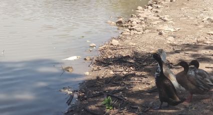 Ayuntamiento implementa acciones ante bajo nivel de agua en la Laguna del Náinari