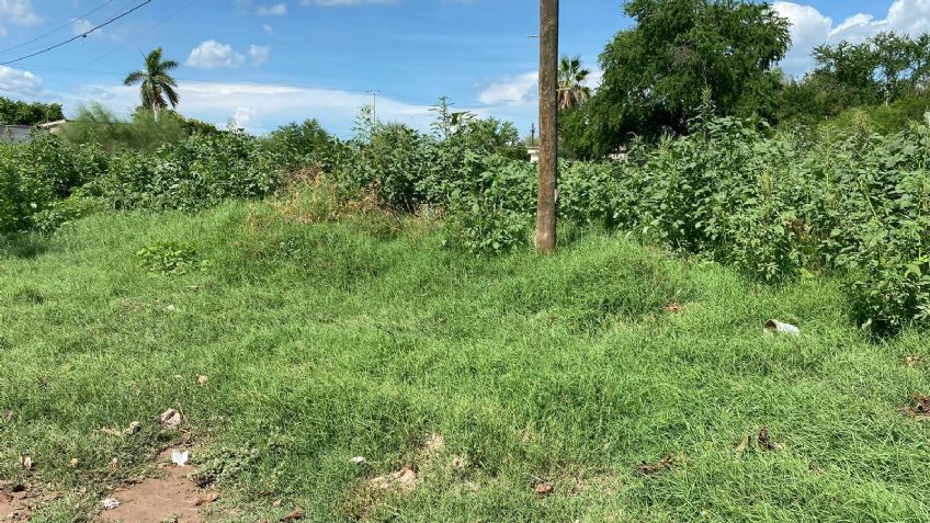 Vecinos de la colonia constitución viven en medio de una ‘jungla’ en Navojoa