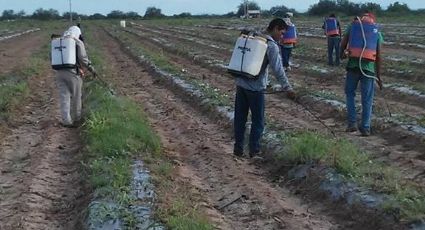 Lluvias benefician a los campos agrícolas en el valle Guaymas-Empalme