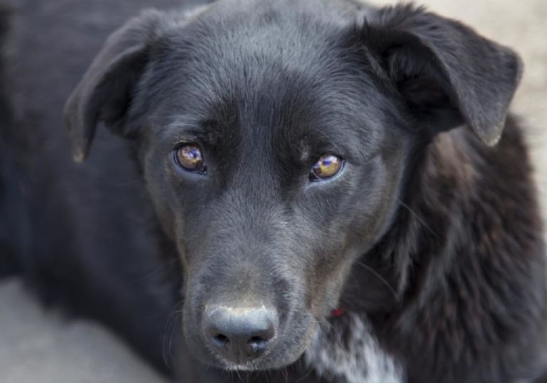 Sujeto mata a perrita mestiza por defender a su familia