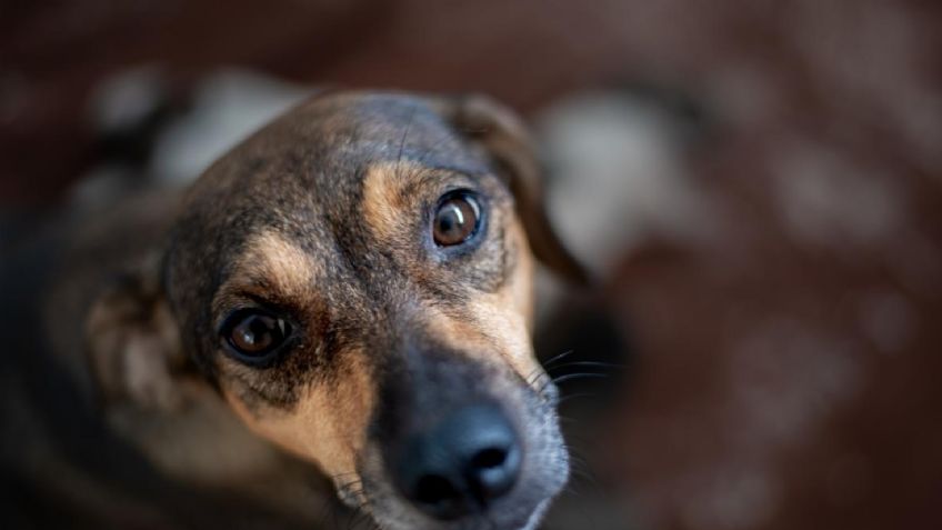 Por defender a su dueña, matan a perrita en Nogales; sujeto la atacó con un bat de aluminio