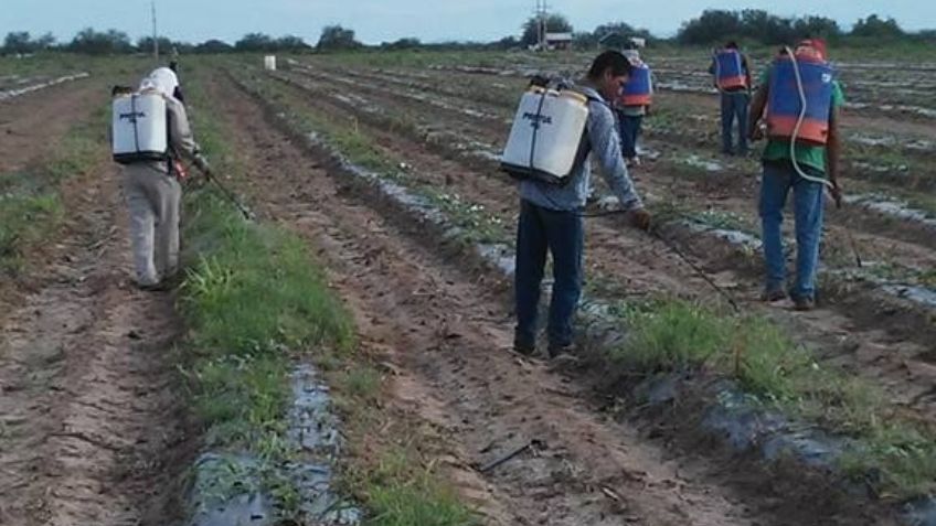 Lluvias benefician a los campos agrícolas en el valle Guaymas-Empalme