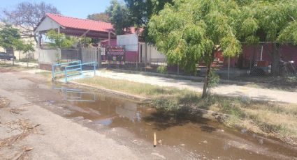 Ciudad Obregón: Padres de familia urgen limpieza y fumigaciones en las escuelas