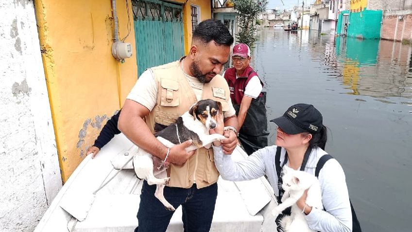 Inundaciones en Chalco: Delfina Gómez rescata a animales afectados ¿y las personas?