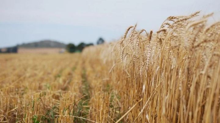 Solicitud de apoyo a los trigueros del Valle del Yaqui continua sin presentar avances