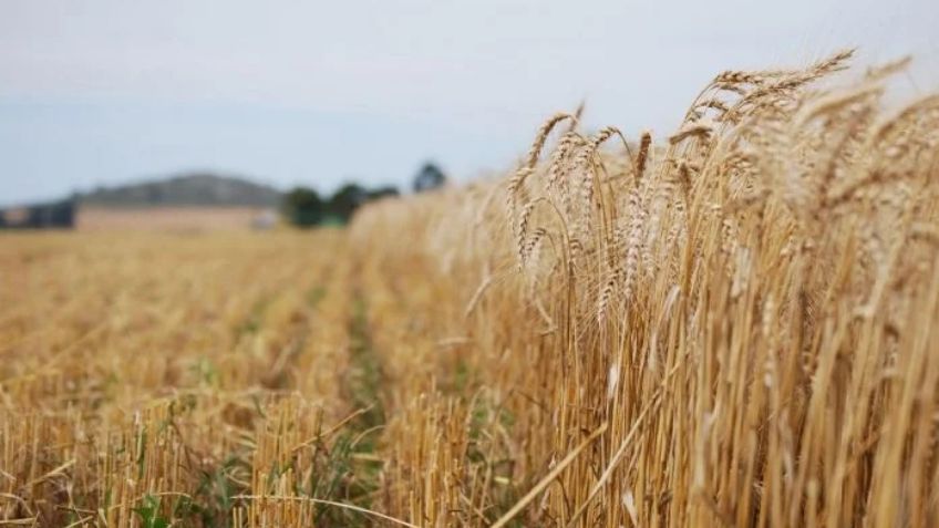 Solicitud de apoyo a los trigueros del Valle del Yaqui continua sin presentar avances