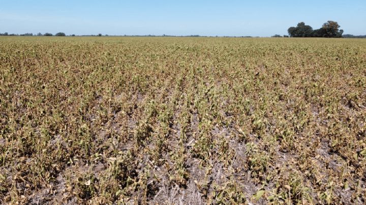 Autoridades agropecuarias descartan que el ciclo agrícola en el Valle del Yaqui esté suspendido