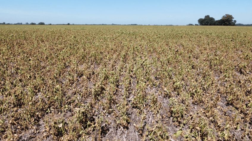 Autoridades agropecuarias descartan que el ciclo agrícola en el Valle del Yaqui esté suspendido