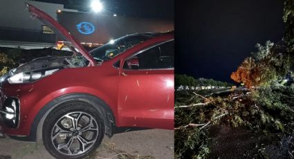 Fuerte accidente en Ciudad Obregón: Árbol aplasta vehículo con todo y pasajero dentro