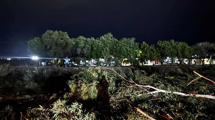 ¡Alerta! Fuertes vientos en Ciudad Obregón provocan la caída de más de 10 árboles