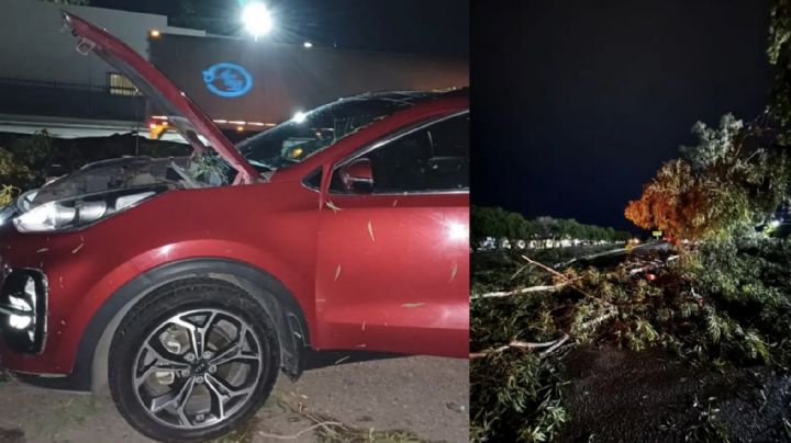 Fuerte accidente en Ciudad Obregón: Árbol aplasta vehículo con todo y pasajero dentro