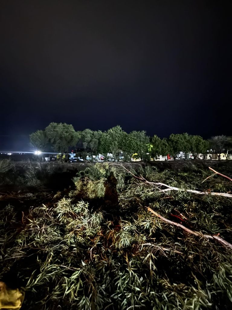 Vientos en Ciudad Obregón provocaron la caída de más de 10 árboles. Foto: Internet
