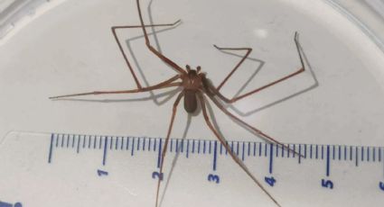 ¿Qué tan peligrosa es la mordedura de araña violinista? Aquí todo lo que tienes que saber