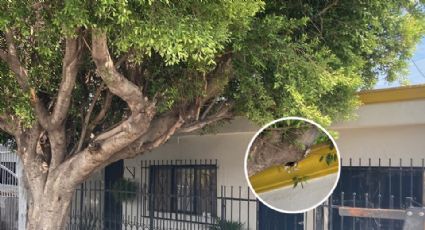 Ciudad Obregón: Árbol a punto de caer pone en riesgo a familia y daña vivienda