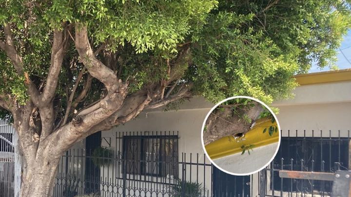 Ciudad Obregón: Árbol a punto de caer pone en riesgo a familia y daña vivienda