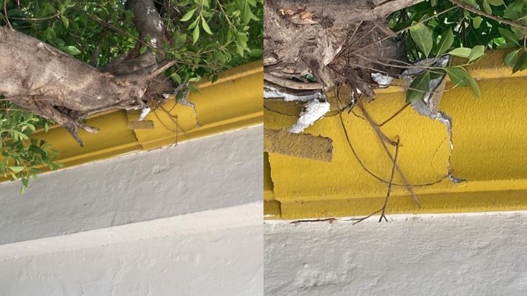 El árbol está provocando daños en la vivienda